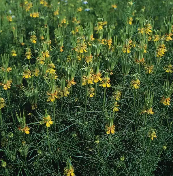 Nigella hispanica Transformer 2