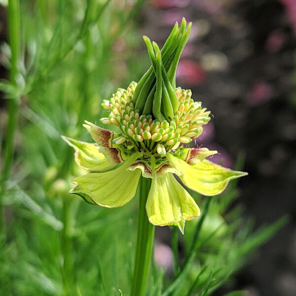 Nigella orientalis Transformer 1