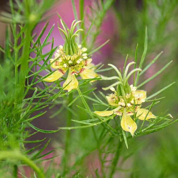 Nigella orientalis Transformer 3