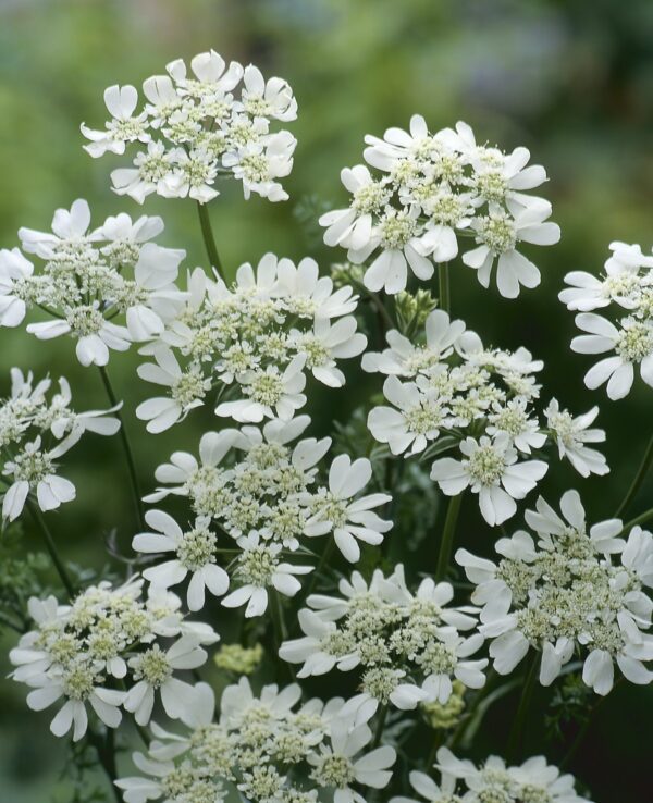 Orlaya grandiflora White Lace 1