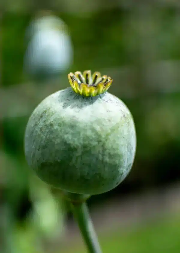 Papaver somniferum Bowling Ball 1