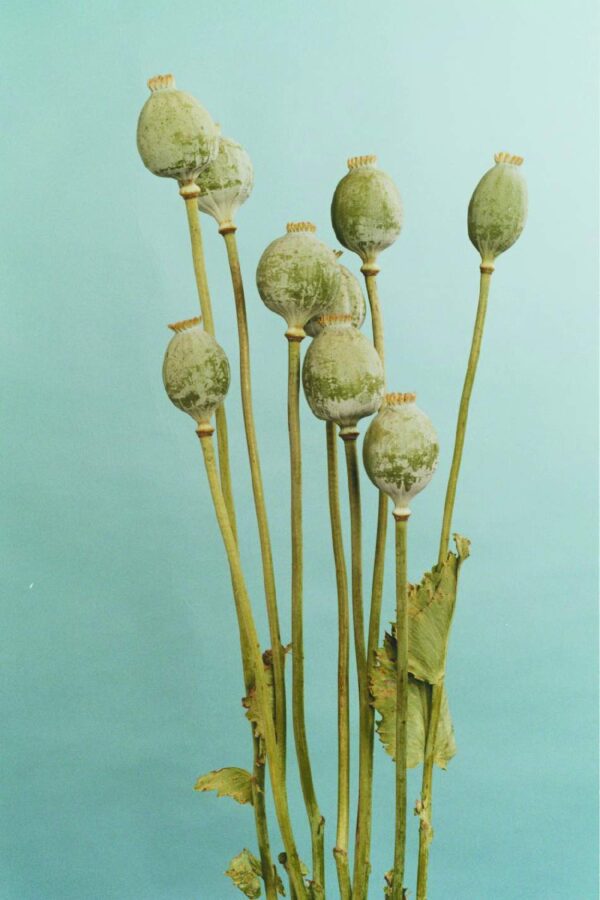 Papaver somniferum Bowling Ball