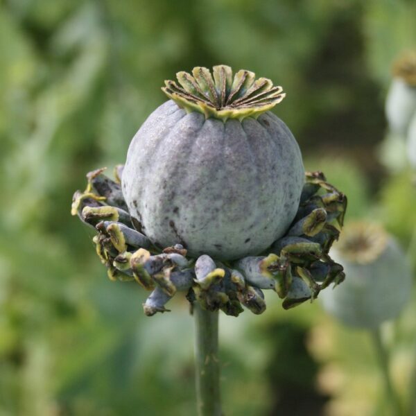 Papaver somniferum Hen and Chickens 2