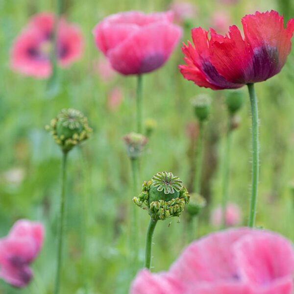 Papaver somniferum Hen and Chickens 3