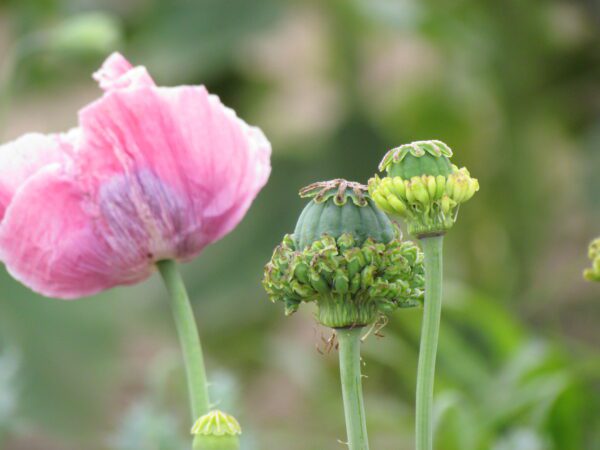 Papaver somniferum Hen and Chickens scaled