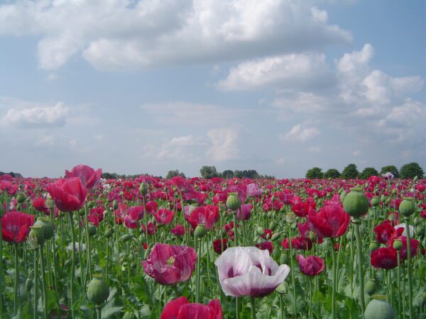 Papaver somniferum QIS Bowling Ball