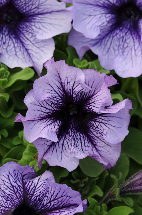 Petunia hybr. grandiflora Daddy® Blue