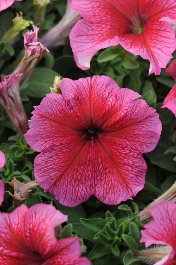 Petunia hybr. grandiflora Daddy® Red