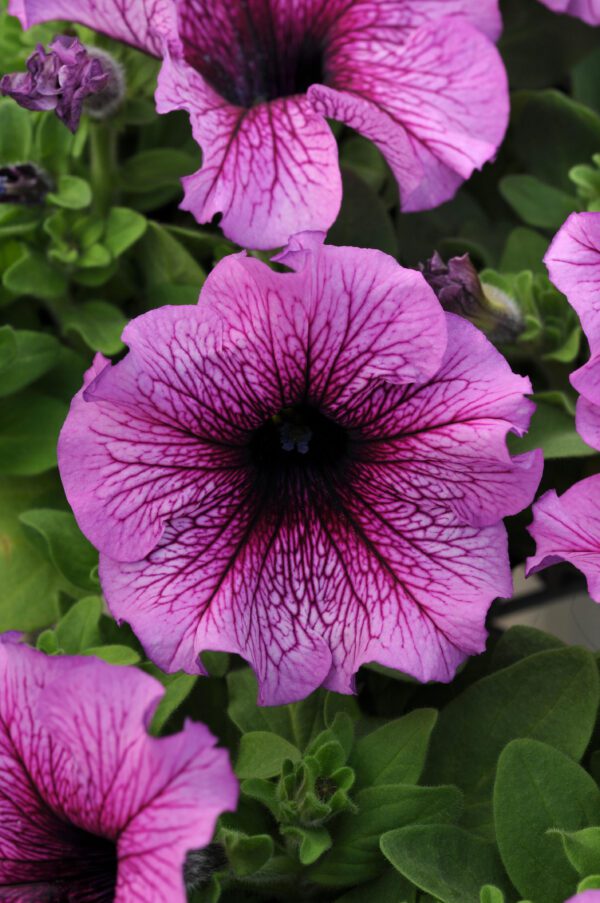 Petunia hybr. grandiflora Daddy® Orchid