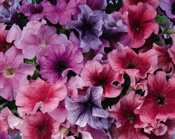 Petunia hybr. grandiflora Daddy® mixture