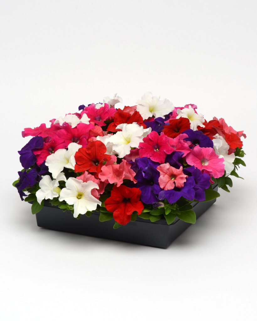 Petunia hybr. grfl. Ez Rider mixture 1