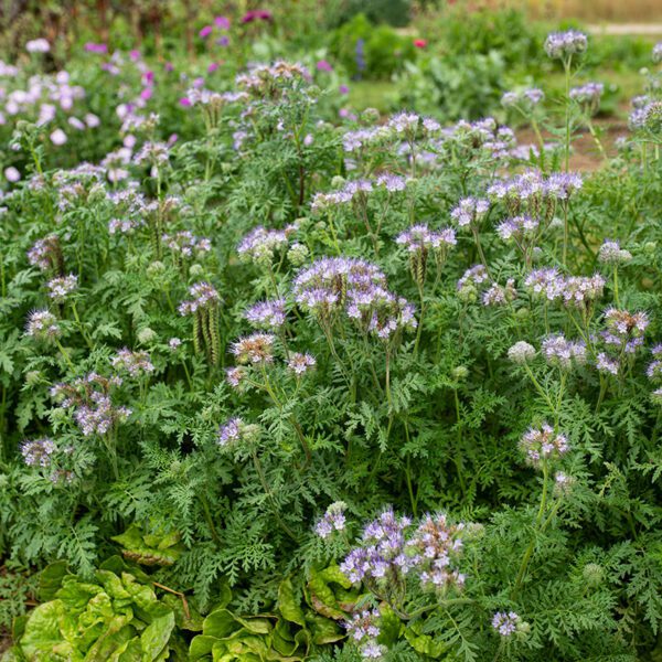 Phacelia tanacetifolia 1