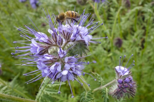 Phacelia tanacetifolia