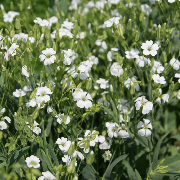 Saponaria White Beauty 1