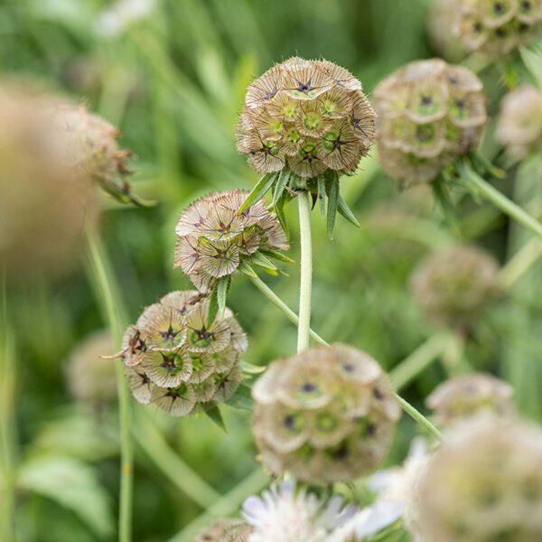 Scabiosa stellata Drumsticks 1