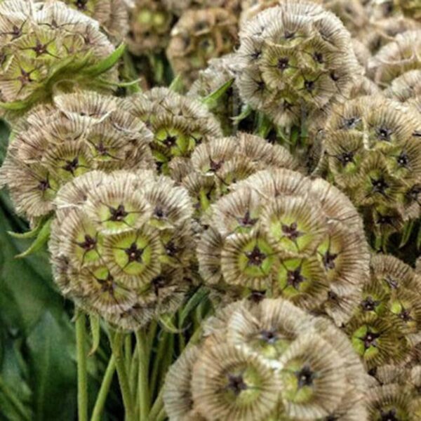 Scabiosa stellata Drumsticks 2