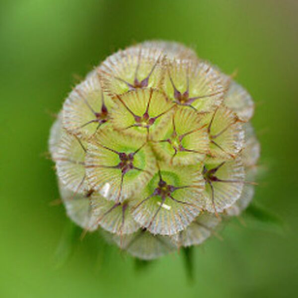 Scabiosa stellata Drumsticks 3