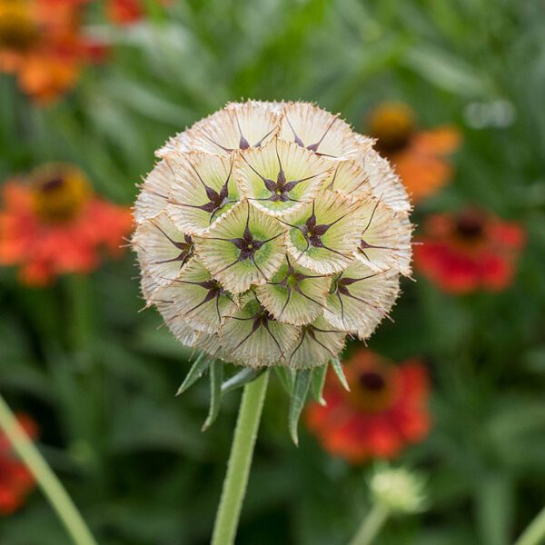 Scabiosa stellata Drumsticks