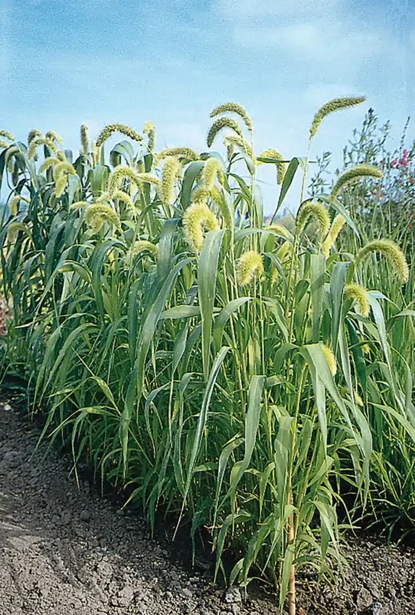 Setaria italica macrochaeta - Image 2