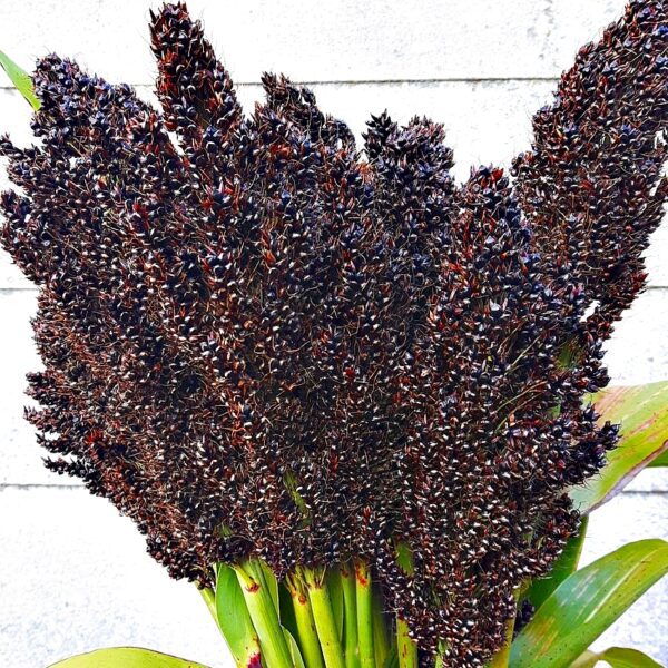 Sorghum nigrum 1