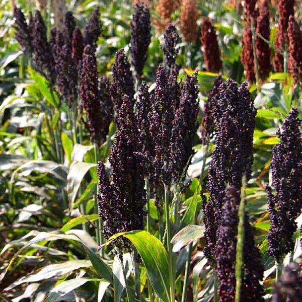 Sorghum nigrum 2