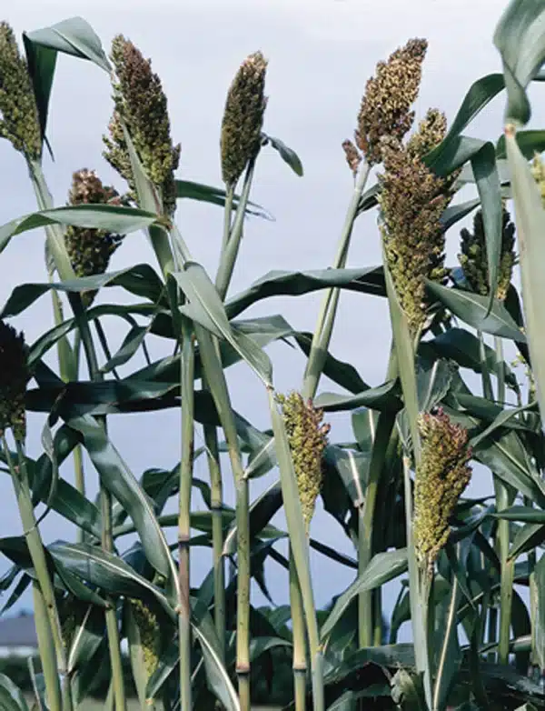 Sorghum nigrum scaled