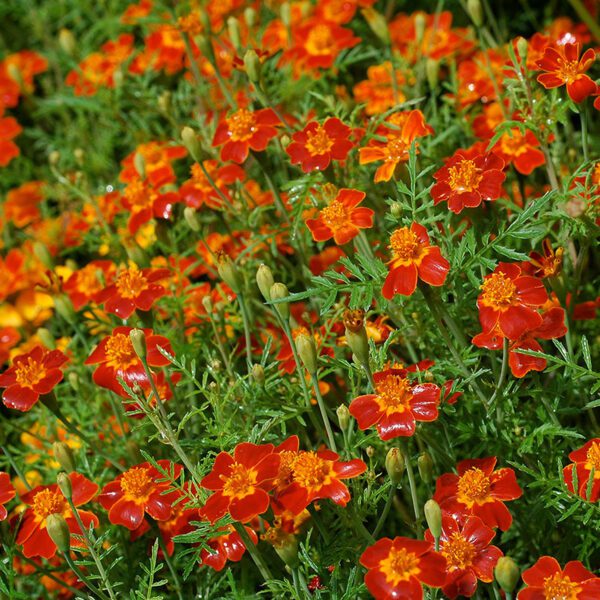 Tagetes tenuifolia Paprika (Red Carpet)