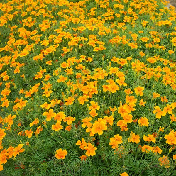 Tagetes tenuifolia Tangerine (Orange Gem)