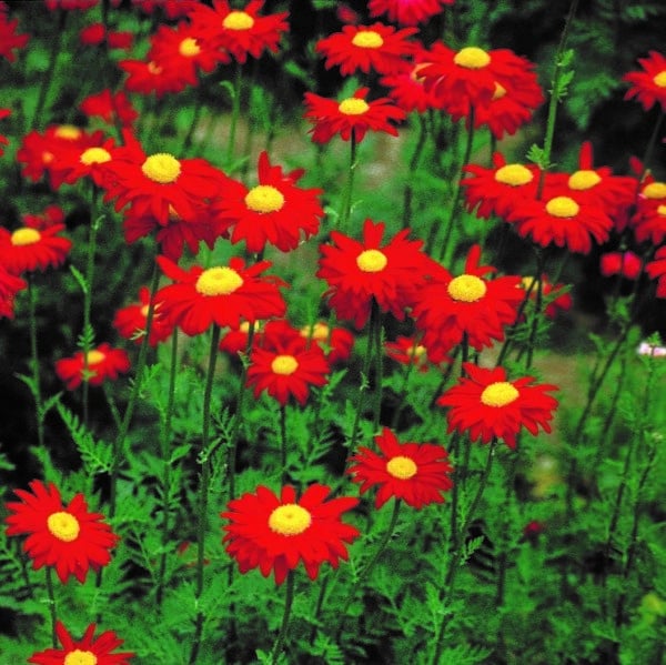 Tanacetum coccineum Robinson Red