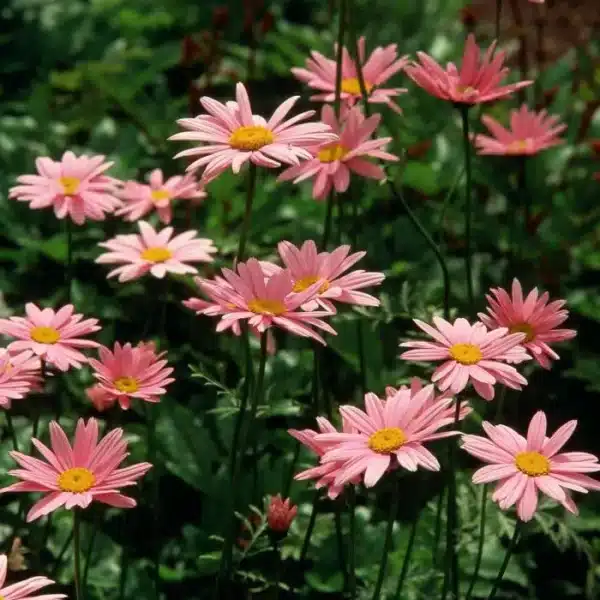 Tanacetum coccineum Robinsonss Rose