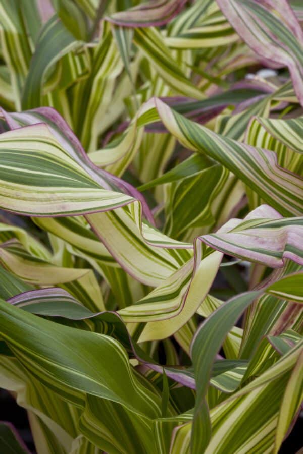 Zea gracillima Folia Variegata