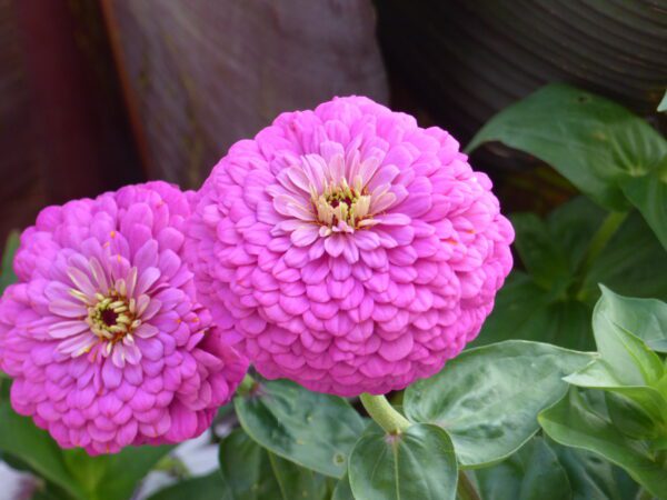 Zinnia elegans Dream scaled