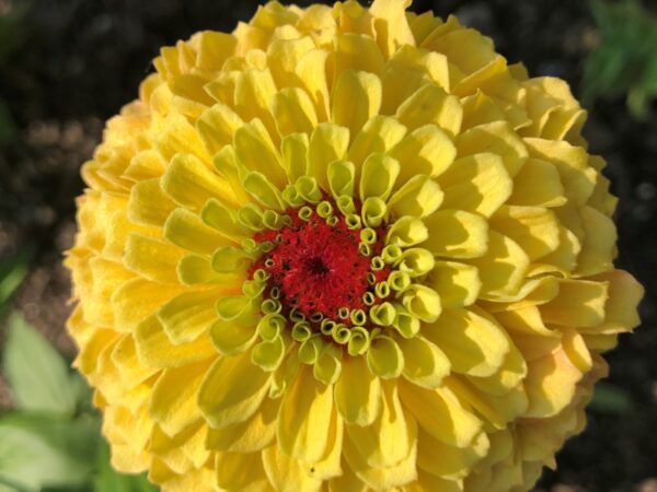 Zinnia elegans Queeny Lemon Peach - Image 2