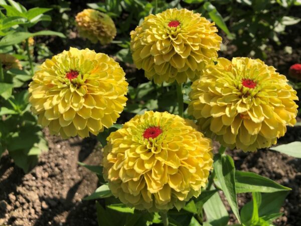 Zinnia elegans Queeny Lemon Peach - Image 3