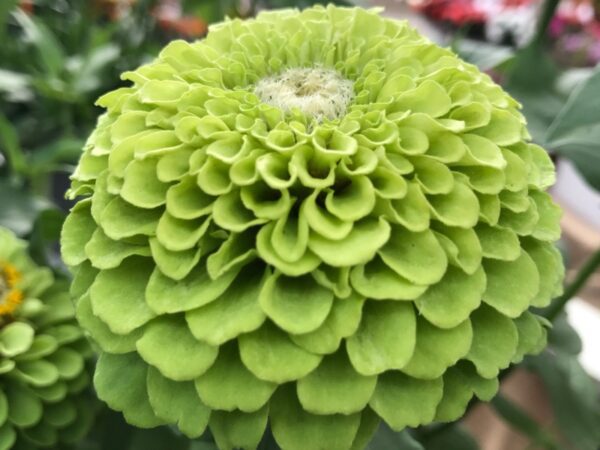 Zinnia elegans Queeny Lime