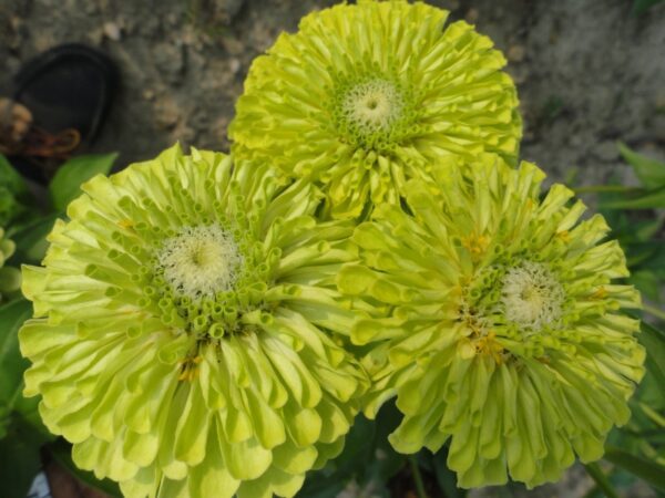 Zinnia elegans Queeny Lime - Image 2