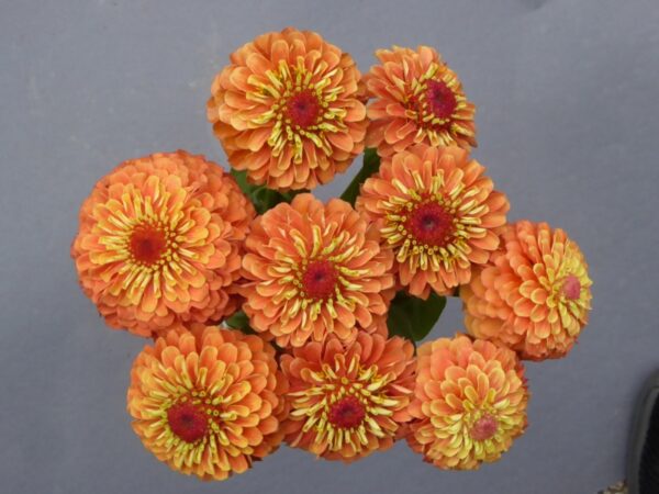 Zinnia elegans Queeny Lime Orange - Image 4