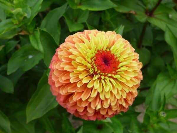 Zinnia elegans Queeny Lime Orange - Image 3