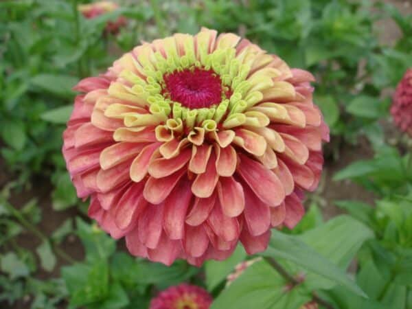 Zinnia elegans Queeny Lime Red - Image 3