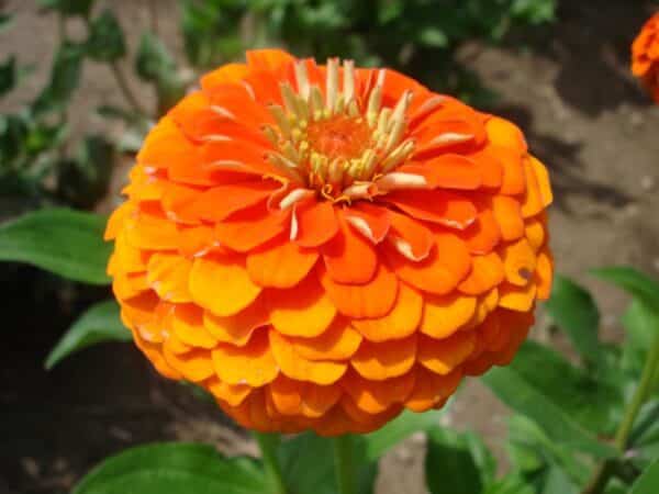 Zinnia elegans Queeny Pure Orange