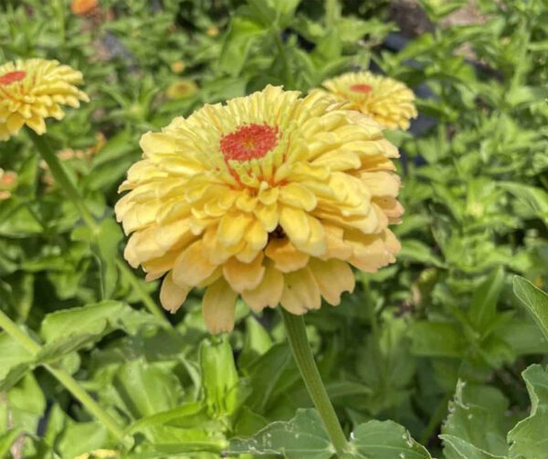 Zinnia elegans Queeny Lemon Peach - Image 4