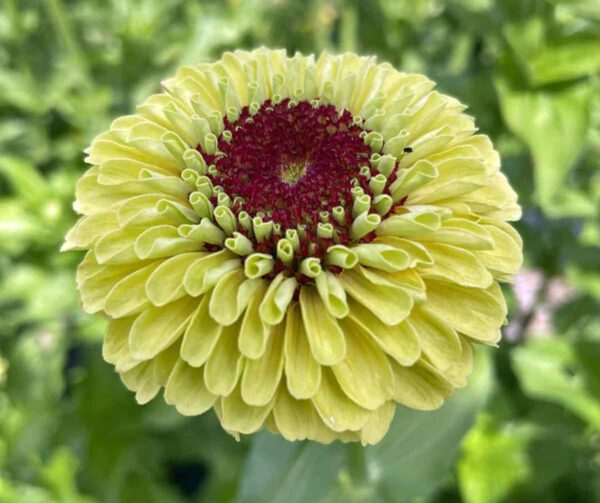 Zinnia elegans Queeny Lemon Peach