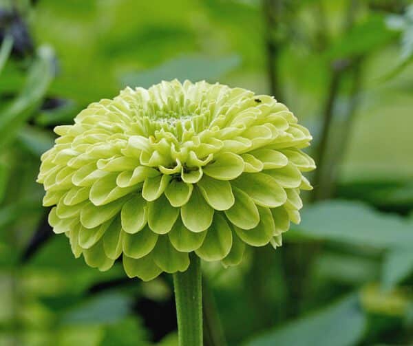 Zinnia elegans Queeny Lime - Image 3