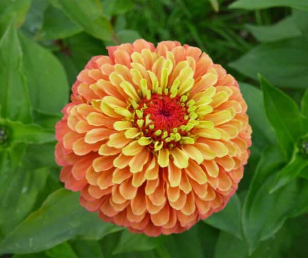 Zinnia elegans Queeny Lime Orange