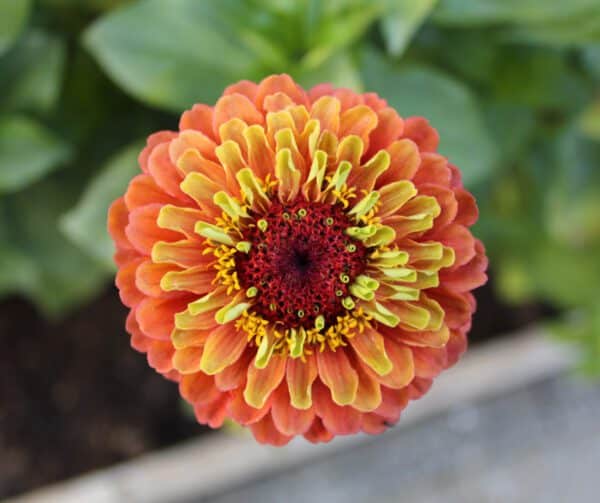 Zinnia elegans Queeny Lime Orange - Image 5