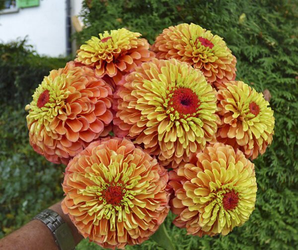 Zinnia elegans Queeny Lime Orange - Image 2