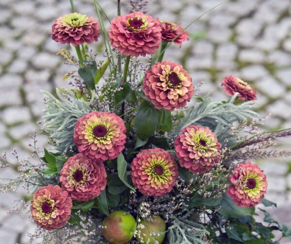 Zinnia elegans Queeny Lime Red - Image 2