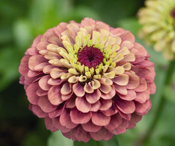 Zinnia elegans Queeny Lime Red