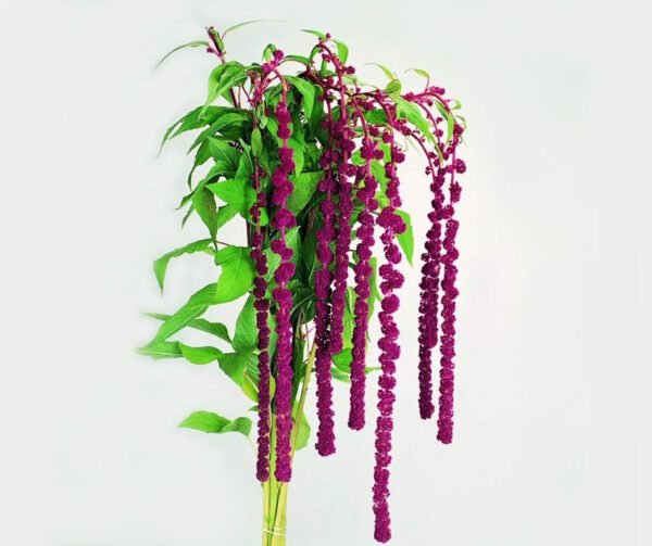 Amaranthus caudatus Pony Tails