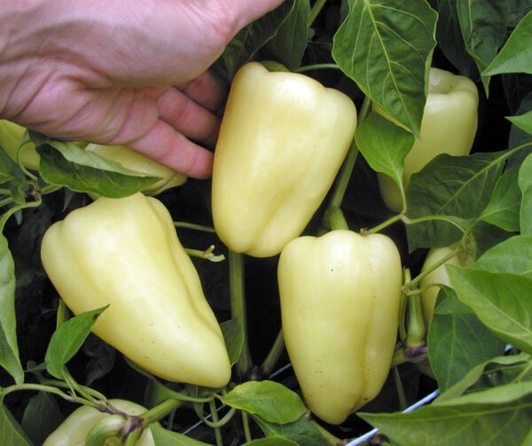 Capsicum annuum Amyka F1